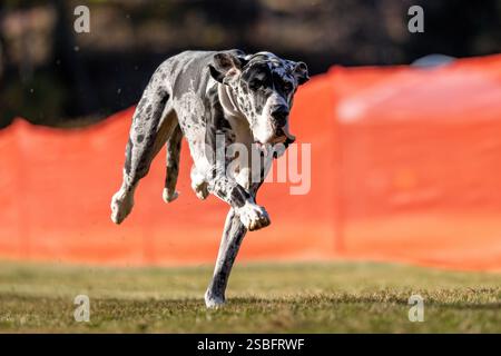 Great Dane Running Lure Course Sprint Dog Sport Foto Stock