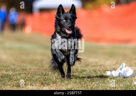 Black Border Collie Mix Running Lure Course Sprint Dog Sport Foto Stock