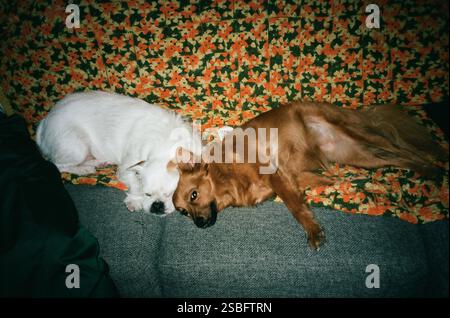 Due cani di soccorso che si accoccolano sulla coperta quadrata della nonna d'epoca Foto Stock