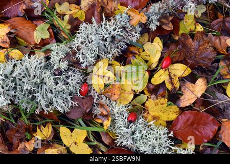 Composizione autunnale di foglie, rose selvatiche e licheni Foto Stock