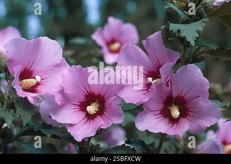 Particolare di una pianta in piena fioritura di rosa di Sharon o rosetta malva, Oiseau bleu, Hibiscus syriacus, Malvaceae Foto Stock