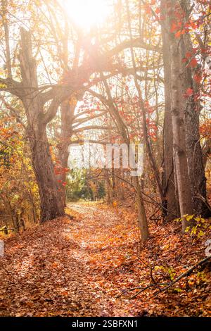 Un tranquillo sentiero boscoso in autunno durante l'ora d'oro Foto Stock