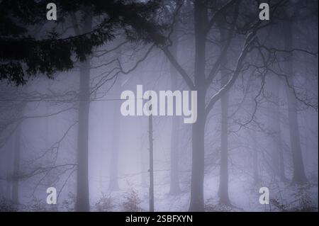 Palo del telegrafo in una nebbiosa foresta invernale Foto Stock