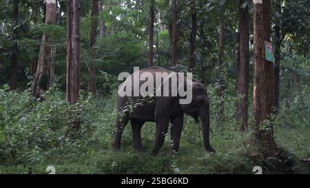 Elefante nella foresta del kerala Foto Stock