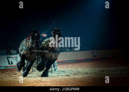 Elise Roméo presenta il suo spettacolo "l'équilibre des Forces". Questo numero di dressage riunisce le razze francesi di cavalli pesanti Elise Roméo (Boulonnais, Ardennes, Comtois, Breton Draft, Auxois, Poitevin Mulassier Draft, Northern Percheron Draft). Vi invita a spolverare idee preconcette con in particolare il suo stallone Cob Normand e il suo mulo "Juju", al Exposition Park di Avignone il 26 gennaio 2025. Foto di Cyrille Bernard/ABACAPRESS. COM Foto Stock
