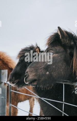 Coppia di cavalli islandesi in un paddock innevato durante l'inverno nell'Islanda meridionale. Foto Stock