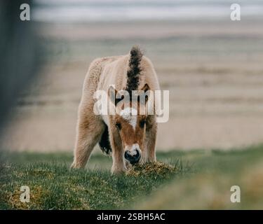 Adorabile puledro islandese nel sud dell'Islanda, catturato tra paesaggi rurali panoramici. Foto Stock