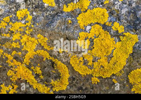 Il lichene Golden Crust è un lichene colorato comune su rocce e rami e lapidi. Sono resistenti al sale e spesso si vedono sulle rocce costiere Foto Stock