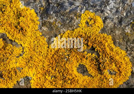Il lichene Golden Crust è un lichene colorato comune su rocce e rami e lapidi. Sono resistenti al sale e spesso si vedono sulle rocce costiere Foto Stock