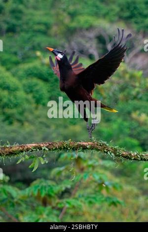 Montezuma Oropendola (Psarocolius Montezuma) decollo, Costa Rica Foto Stock