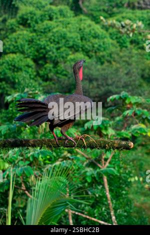Guan crestato (Penelope purpurascens) arroccato su un ramo, Costa Rica Foto Stock