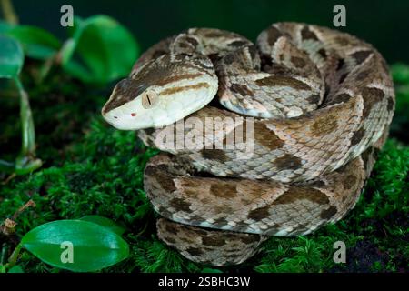Fer de Lance (Bothrops lanceolatus) che posa sul muschio, Costa Rica Foto Stock