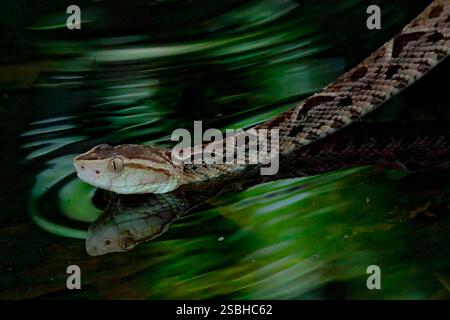 Fer de Lance (Bothrops lanceolatus) nuoto, Costa Rica Foto Stock
