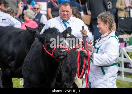 Aberdeen Angus Cow al Great Yorkshire Show, Inghilterra Foto Stock