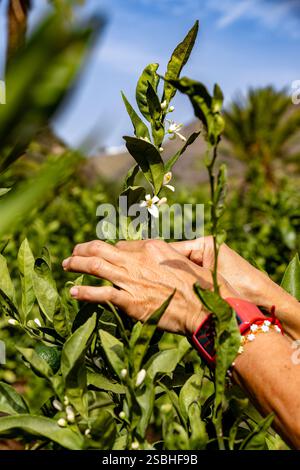 Una persona sta toccando una pianta con un braccialetto rosso acceso. La pianta è verde e ha foglie Foto Stock