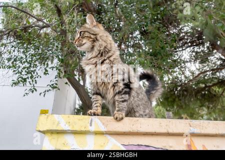 Gatto tabby seduto fuori sul bock di cemento sotto un albero a smirne in Turchia Foto Stock