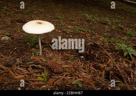 Cappuccio rotondo di fungo di Parasol, Macrolepiota procera, ex Agricus procerus, che cresce su Forest Floor Foto Stock