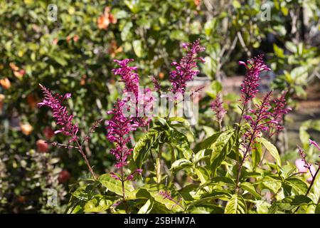 Odontonema strictum - firespike (rosso e viola). Foto Stock