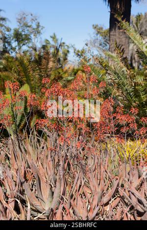 Aloe chabaudii - dwala aloe. Foto Stock
