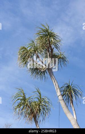 Beaucarnea recurvata - palma a coda di ponice. Foto Stock