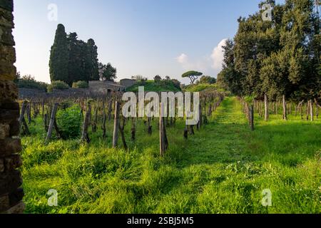 Un vigneto nelle antiche rovine romane di Pompei, in Italia. Foto Stock