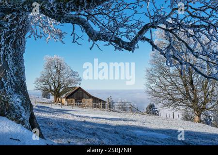 Svizzera, Passwang, Passwang se, se, Soletta, Mümliswil-Ramiswil, Schwarzbubenland, Sunrise, Vogelberg, febbraio Foto Stock