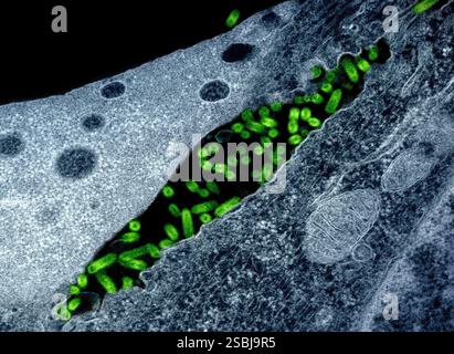 Micrografia elettronica di trasmissione di particelle del virus della stomatite vescicolare (VSV) (verde) trovate nello spazio extracellulare e in erba dalla membrana plasmatica delle cellule infette (blu). Foto Stock