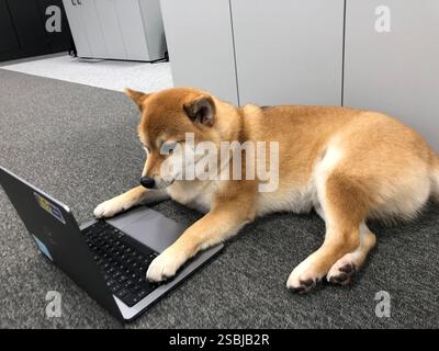 Shiba Inu cane da ufficio Foto Stock