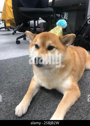 Shiba Inu cane da ufficio Foto Stock
