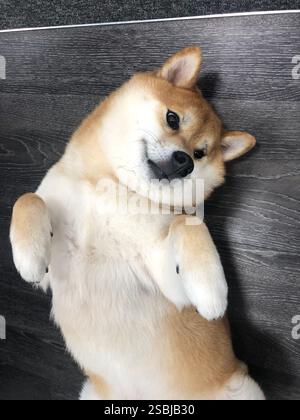 Shiba Inu cane da ufficio Foto Stock