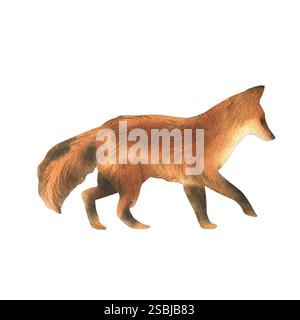 Volpe rossa con zampe nere vista laterale, camminata. Animale selvatico in stile realistico. Illustrazione ad acquerello disegnata a mano. Oggetto elemento separato isolato Foto Stock
