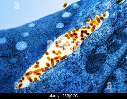 Micrografia elettronica di trasmissione di particelle del virus della stomatite vescicolare (VSV) (arancione) trovate nello spazio extracellulare e in erba dalla membrana plasmatica delle cellule infette (blu). Foto Stock