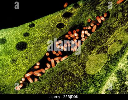 Micrografia elettronica di trasmissione di particelle del virus della stomatite vescicolare (VSV) (arancione) trovate nello spazio extracellulare e in erba dalla membrana plasmatica delle cellule infette (verde). Foto Stock