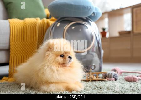Simpatico cane della Pomerania con porta zaino e giocattoli su tappeto a casa Foto Stock