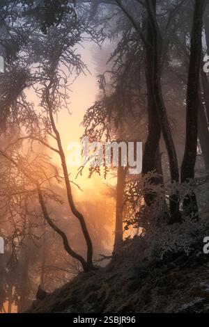 Foresta di faggio, formato verticale, Svizzera, Passwang, Passwang se, se, Solothurn, Mümliswil-Ramiswil, Schwarzbubenland, Sunrise, Vogelberg, febbraio Foto Stock