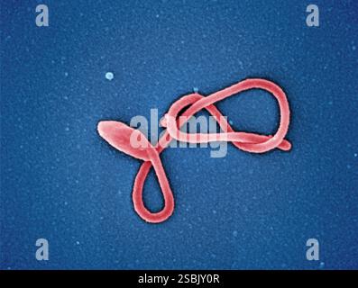 Micrografia elettronica a scansione colorata di una singola particella filamentosa del virus Ebola. Immagine acquisita e migliorata a colori presso il NIAID Integrated Research Facility di ft. Detrick, Maryland. Foto Stock
