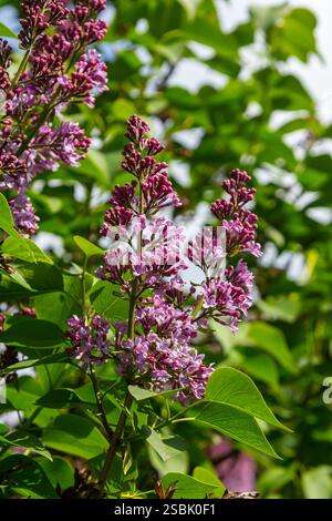 Comune Syylan vulgaris lilla che fiorisce con doppi fiori viola-viola circondati da foglie verdi in primavera. Foto Stock