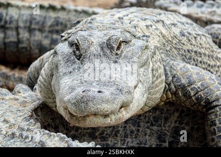 Alligatori americani in una palude della Florida meridionale, l'Everglades National Park. Stati Uniti Foto Stock
