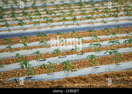 La superficie del terreno è coperta da pacciame in plastica. Coltivazione del pomodoro con il metodo del pacciame. Florida, Stati Uniti Foto Stock