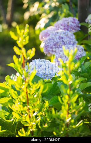 Sfondo floreale, Gortensia, Ortensia rosa, atmosfera estiva, petali flora Hortensia in fiore, splendidi fiori Foto Stock