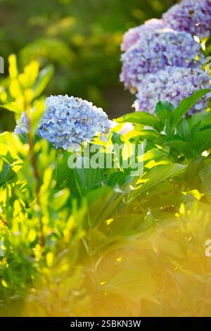 Sfondo floreale, Gortensia, Ortensia rosa, atmosfera estiva, petali flora Hortensia in fiore, splendidi fiori Foto Stock