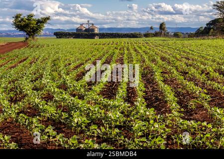 Piccola pianta verde di soia sul campo, con sfondo a silos, in una fattoria brasiliana Foto Stock