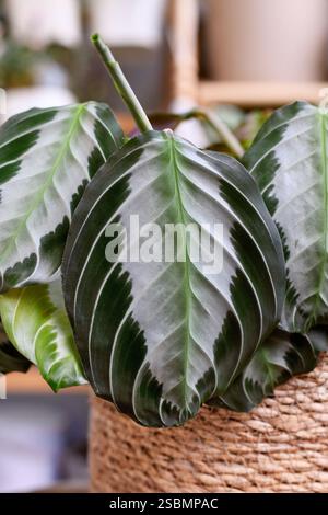 Foglia ovale di esotica pianta d'abitazione "Maranta Leuconeura Silver Band" Foto Stock