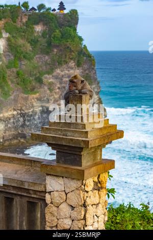 Una scimmia nella Foresta delle scimmie di Uluwatu, Badung, Bali. Il Tempio di Uluwatu è visibile sullo sfondo. Foto Stock