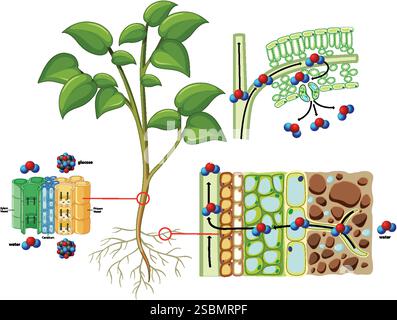 Diagramma dettagliato della fotosintesi vegetale e del flusso di nutrienti Illustrazione Vettoriale