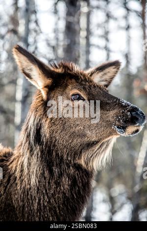 Un cervo con una faccia marrone e neve bianca sul naso. Il cervo sta guardando la telecamera Foto Stock