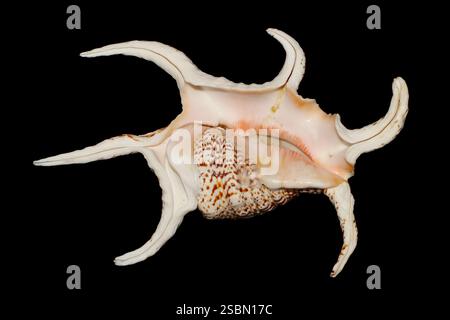 Vista dal basso del Chiragra Spider Conch (Harpago chiragra) su sfondo scuro, grande famiglia di lumache di mare Strombidae. Foto Stock