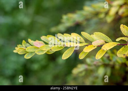 .un lungo ramo con molte piccole foglie ovali disposte lungo lo stelo. Foto Stock