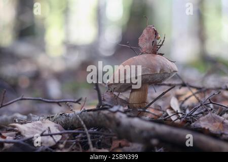 un fungo bruno con un ampio cappuccio che cresce nel bosco a terra tra rami e foglie. Foto Stock