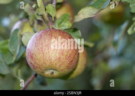 Mele colorate appese su un albero tra rami e foglie. Foto Stock